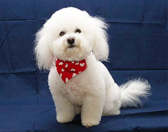 Red Bandanna